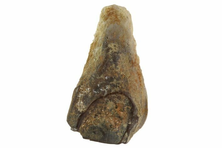 Triceratops Shed Tooth - Montana #98349